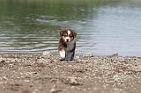BERGER AUSTRALIEN PUPPIES 146